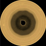 Un Decagono su Saturno