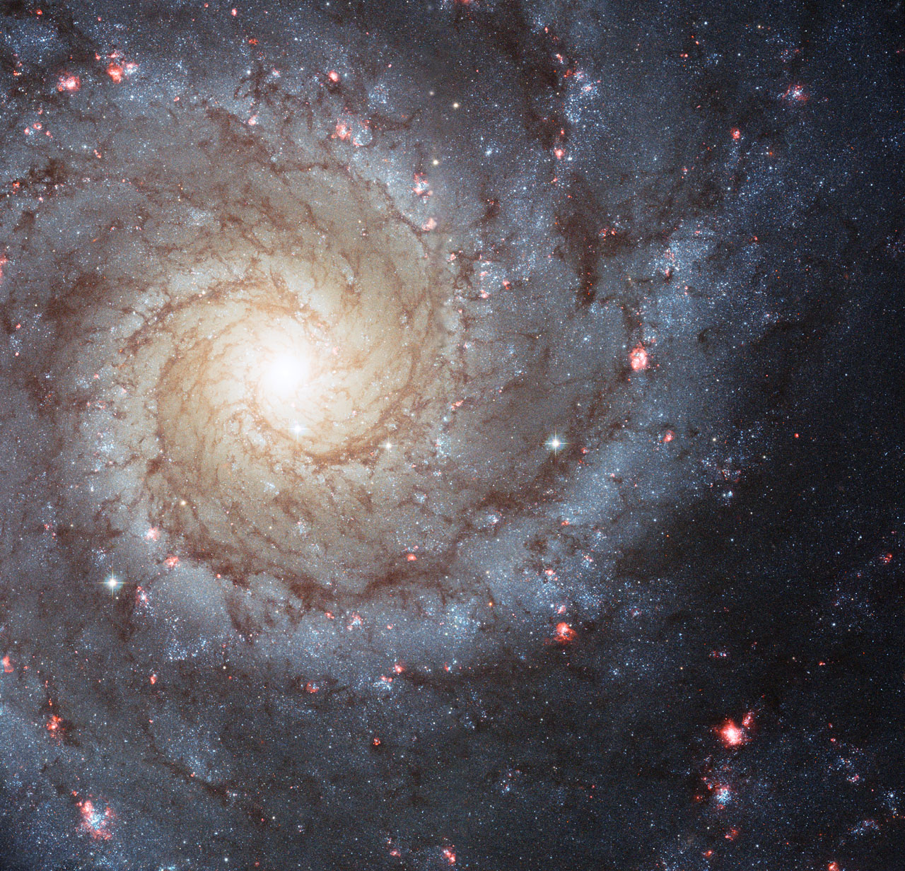 In the new Hubble image of the galaxy M74 we can also see a smattering of bright pink regions decorating the spiral arms. These are huge, relatively short-lived, clouds of hydrogen gas which glow due to the strong radiation from hot, young stars embedded within them; glowing pink regions of ionized hydrogen (hydrogen that has lost its electrons). These regions of star formation show an excess of light at ultraviolet wavelengths and astronomers call them HII regions.
