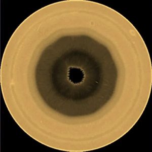 Decagono di Saturno